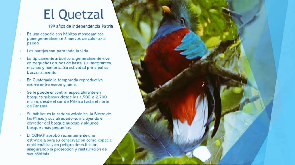 objetivogt's tweet photo. En los 199 años de #IndependenciaPatria, te compartimos algunos datos interesantes de nuestra ave símbolo "El Quetzal". https://t.co/xdWckCaO84