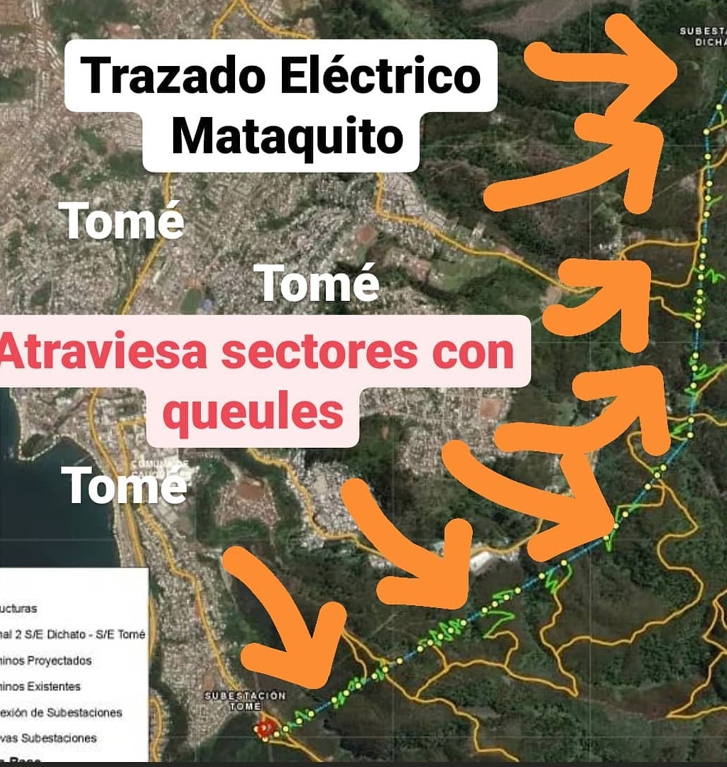 El escenario para el Queule en Tomé se hace cada vez más delicado y cualquier impacto sobre su entorno complejiza aún más este escenario de fragilidad para la especie. #queule #keule #mataquito