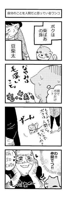 ?『柴ばあと豆柴太』?

7歩目「自分のことを人間だと思っているワンコ」

#4コマ 
#4コマ漫画
#柴犬 