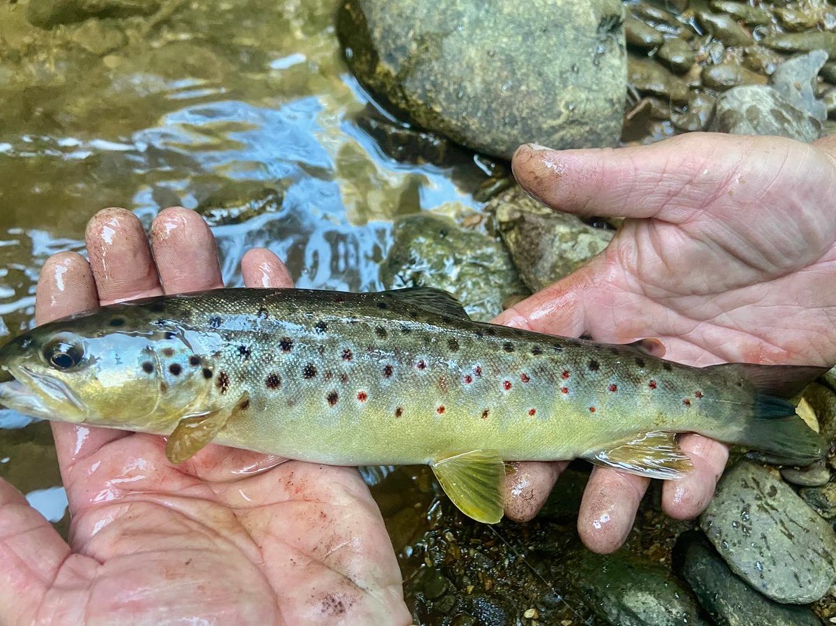 FeeldTrips's tweet photo. Mountain Streams with Mountain Trout.  #trout #troutfishing #swva #outdoors https://t.co/bTlRxGLb47