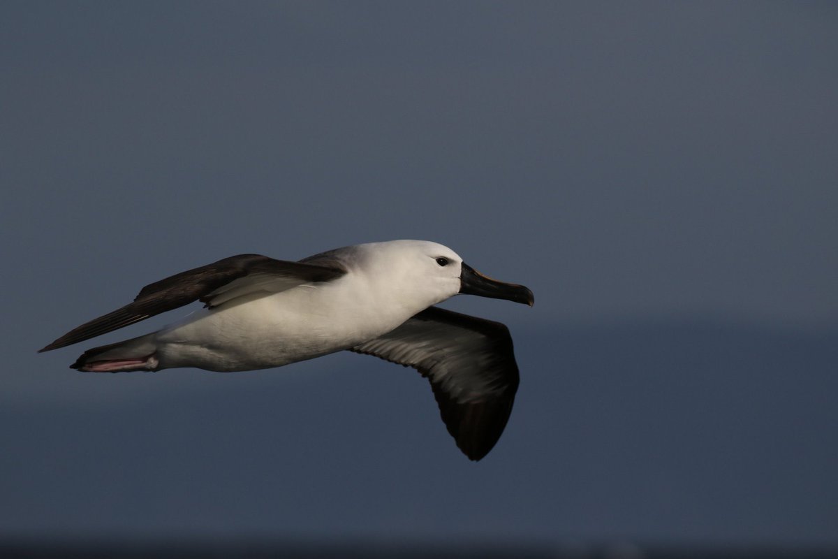 All_Sustainable's tweet photo. The yellow nose Albatross is almost extinct. #saveourspecies #ThreatenedSpeciesDay https://t.co/Lmjpf0XVK4