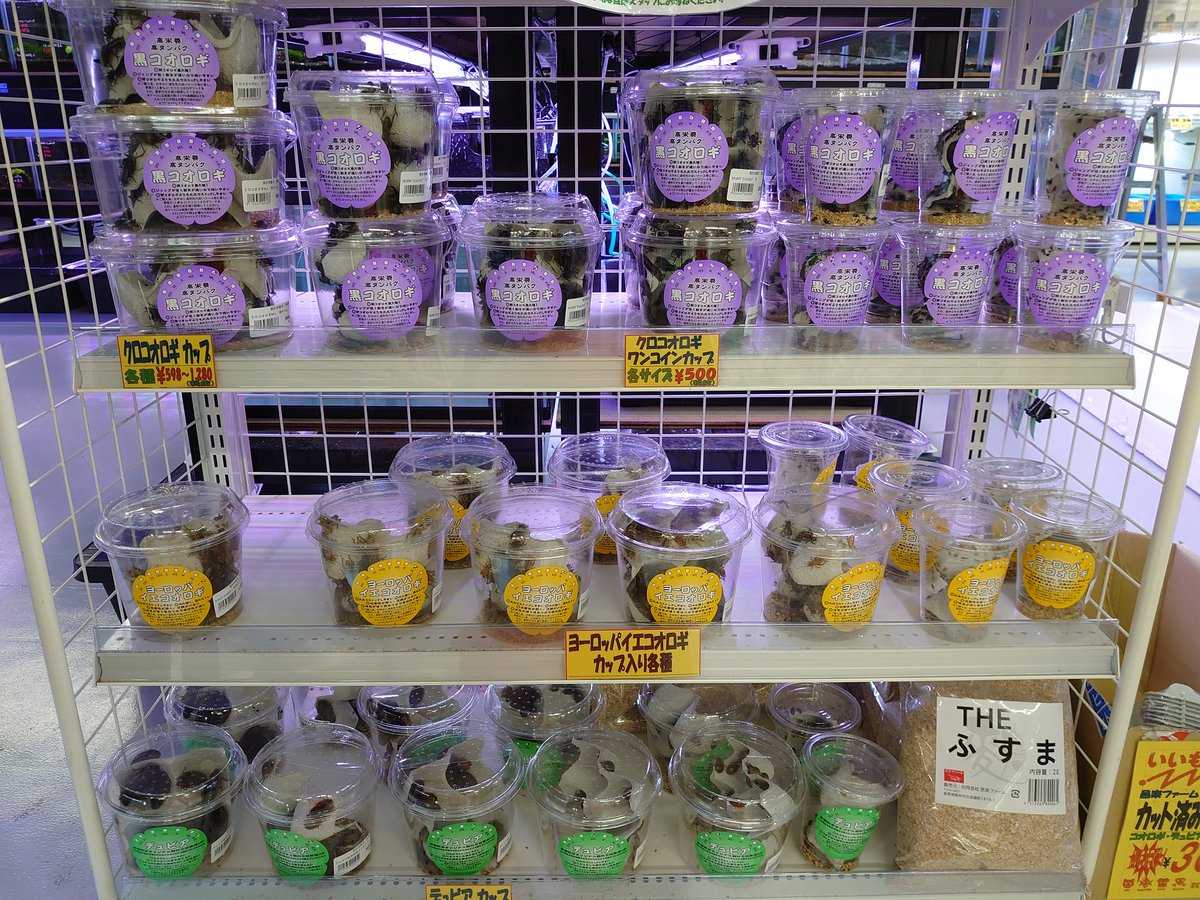 かねだい立川店 Pa Twitter コオロギ デュビア各種各サイズ入荷しました