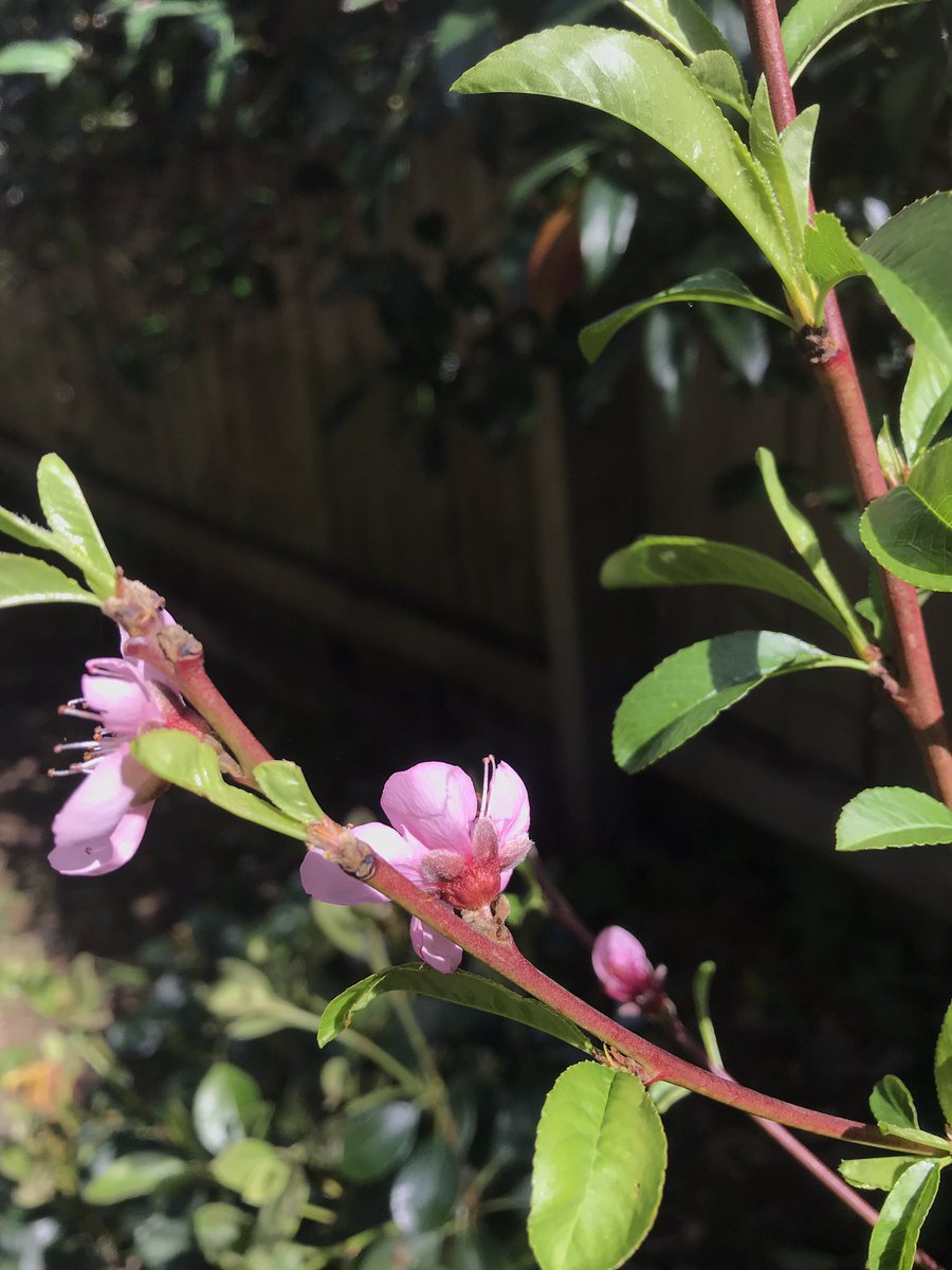 chrismbbcsport's tweet photo. Pet Rabbit died a few days ago and the kids said goodbye with a peach tree.
#RIPBINDI https://t.co/20q67cgHzU