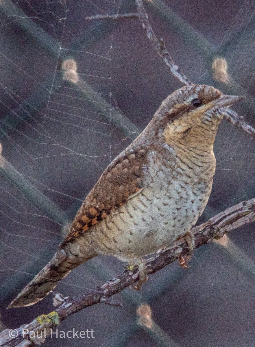 Paul Hackett tweet media