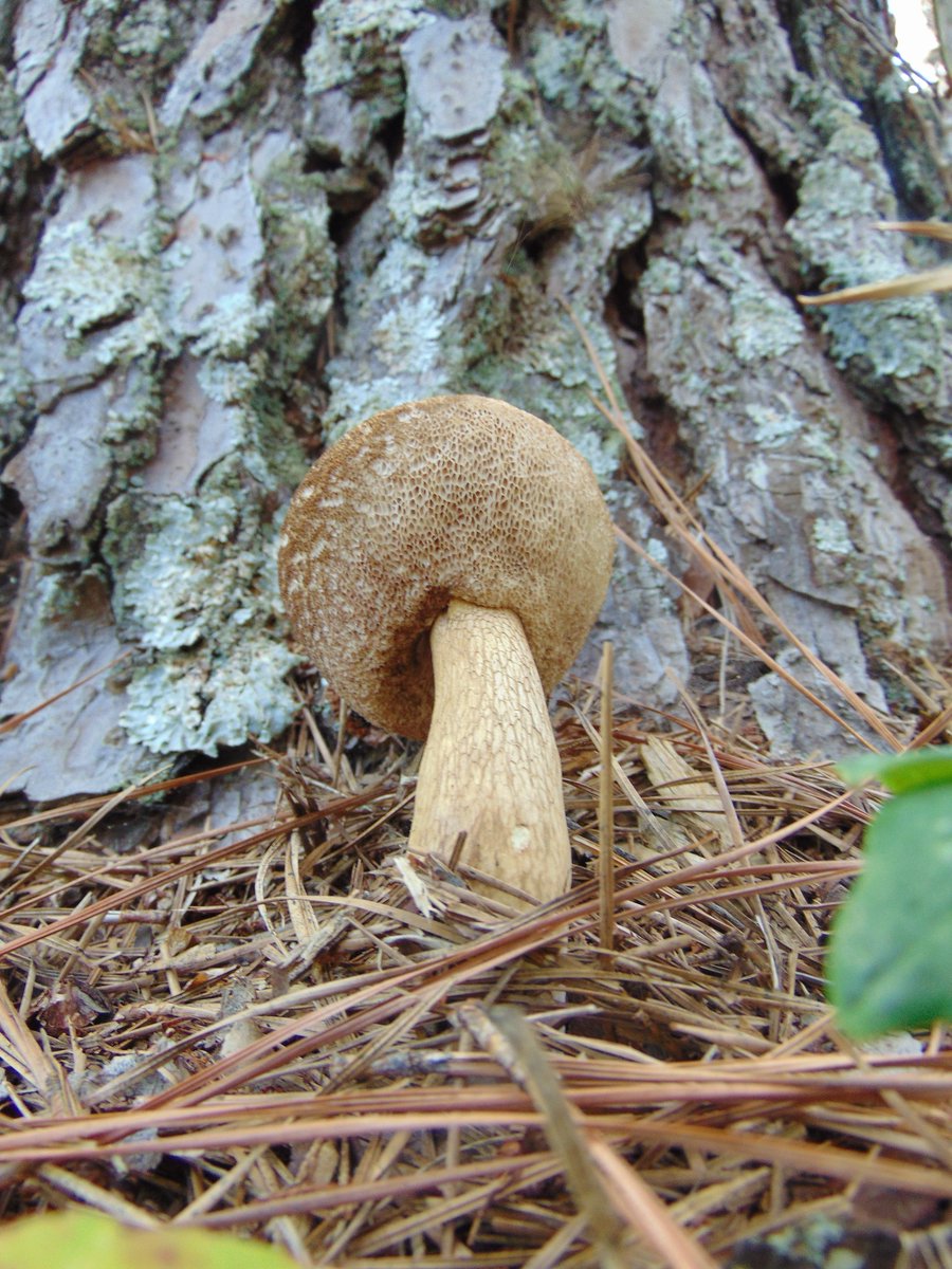 The 10th rule of the Mushroom Cult is to go in the woods and take pictures of mushrooms.