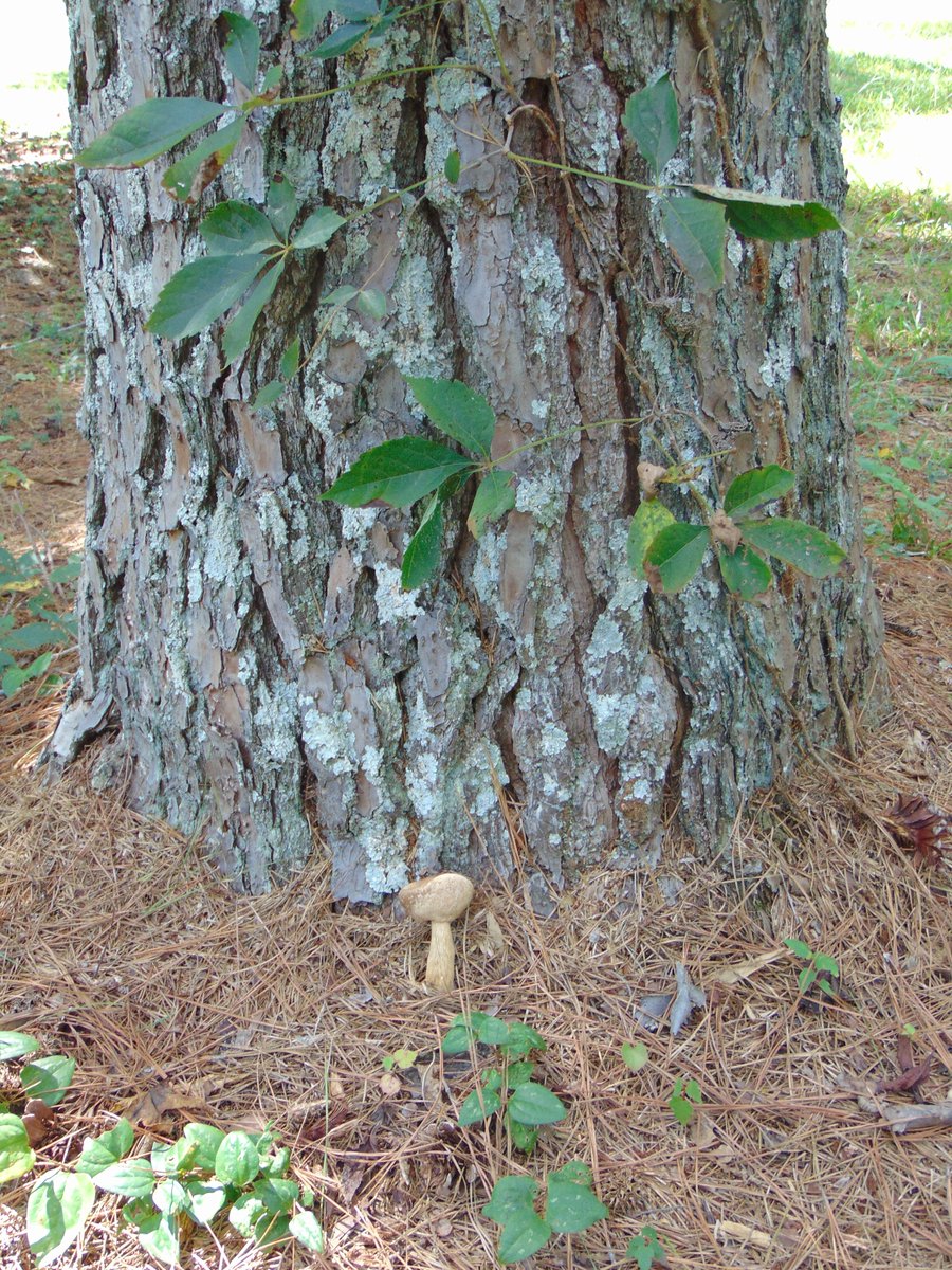 The 10th rule of the Mushroom Cult is to go in the woods and take pictures of mushrooms.