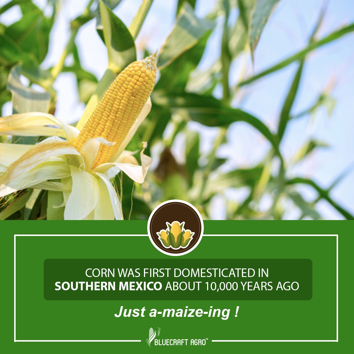 Bluecraft_Agro's tweet photo. It will come as a surprise to you that even though #corn and products derived from it are an integral part of our #diet, it was not always the case. The evolution of corn in our diet is an interesting story in itself!
#Cornstarch #IPStarch #BPStarch https://t.co/sLnS2W99I5
