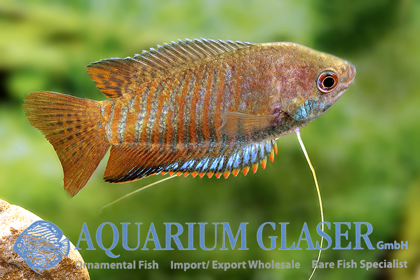 aquariumglaser's tweet photo. #colisa #bejeus (#fasciata)
find more details and pics @ https://t.co/kgExUnuDLM https://t.co/Mrg9qJ9hYe