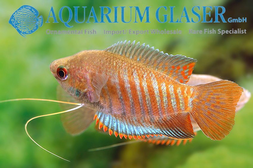 aquariumglaser's tweet photo. #colisa #bejeus (#fasciata)
find more details and pics @ https://t.co/kgExUnuDLM https://t.co/Mrg9qJ9hYe