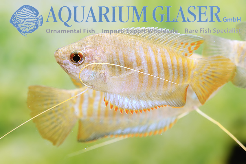 aquariumglaser's tweet photo. #colisa #bejeus (#fasciata)
find more details and pics @ https://t.co/kgExUnuDLM https://t.co/Mrg9qJ9hYe