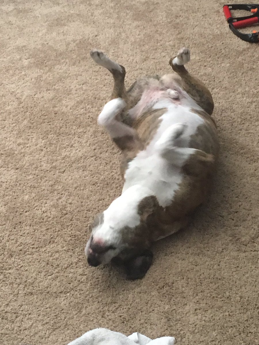 CeejHouston's tweet photo. Rest In Peace to my best friend of 16 years. I’ll miss you buddy. Chase some squeaker toys for me❤️ https://t.co/7g1QgTknXD