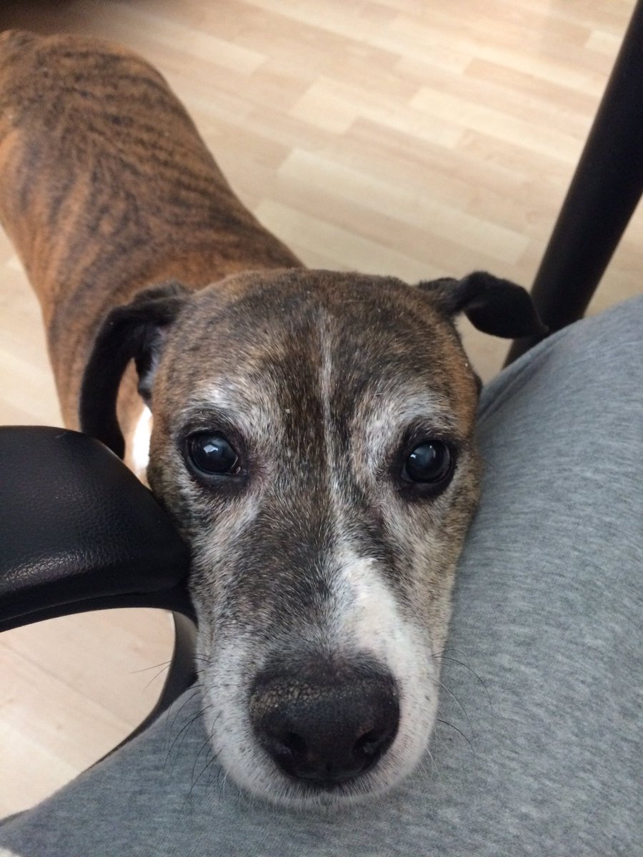 CeejHouston's tweet photo. Rest In Peace to my best friend of 16 years. I’ll miss you buddy. Chase some squeaker toys for me❤️ https://t.co/7g1QgTknXD