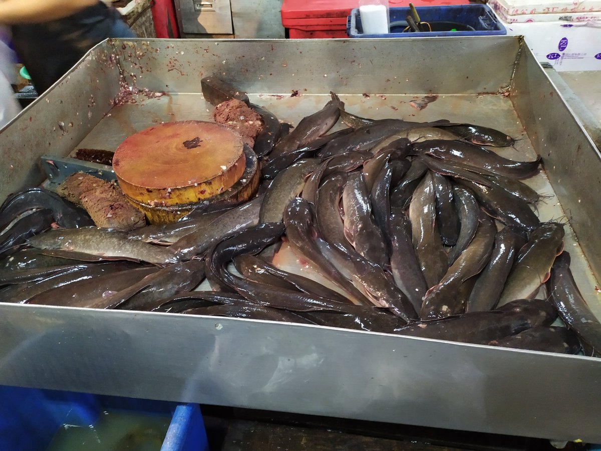GunFortune's tweet photo. เช้านี้ใส่บาตร ข้าวเหนียวไก่ทอด
ซื้อปลาจากหน้าเขียงในตลาด ไปปล่อย
รุ่นเล็ก 15 ตัว, รุ่นใหญ่ 2 กก. 
ตามกำลังที่พอจะถือไหว
ปล่อยปลาให้อาหารปลาเสร็จ
ก็ถวายสังฆทานในโบสถ์ต่อ 

ขอบุญนี้จงถึงแก่ลูกค้าดูดวงทุกท่าน ขอให้โชคดีมีลาภ สุขภาพร่างกายแข็งแรง มีความสุขถ้วนหน้ากันทุกท่าน เทอญ https://t.co/ObRE4ea9X3