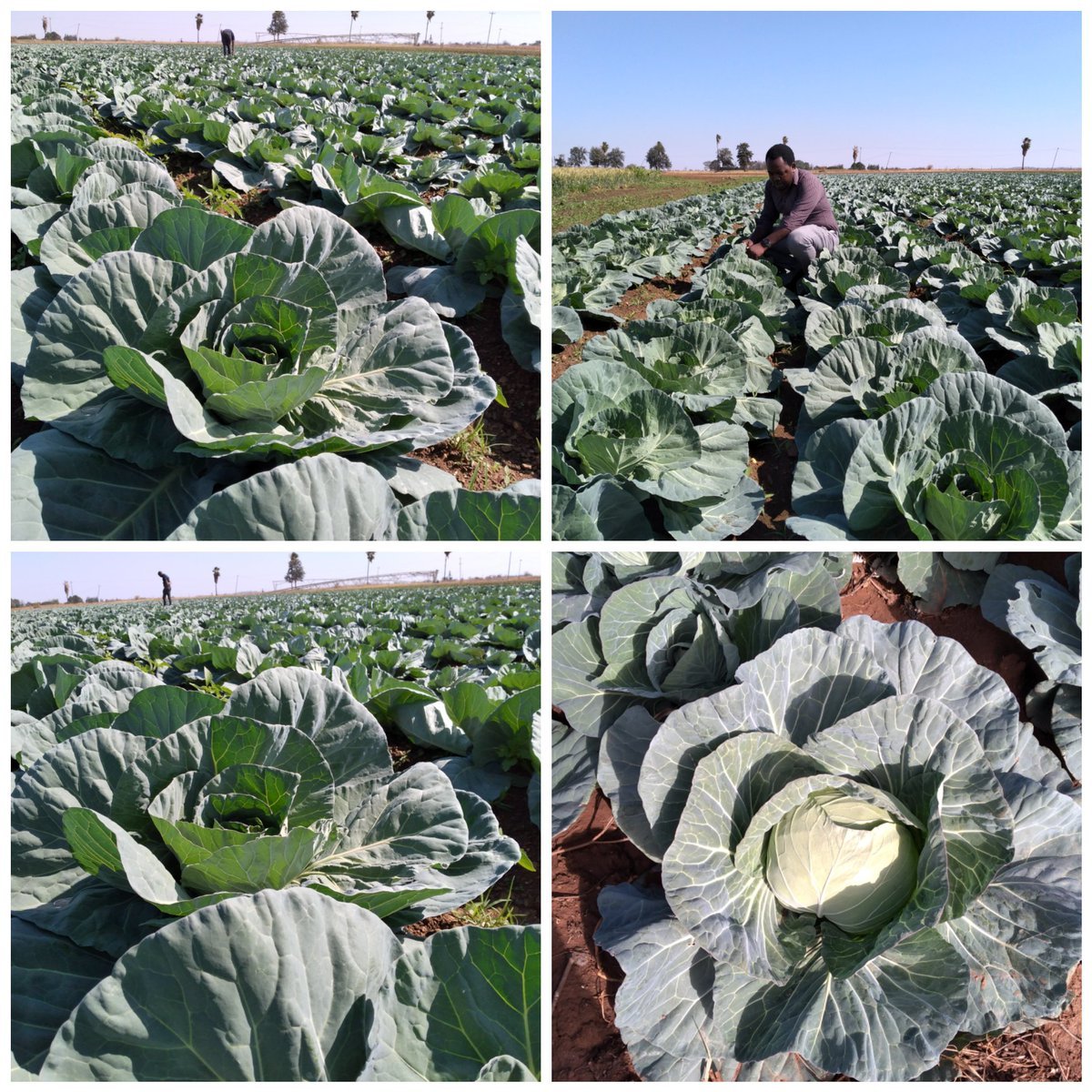 Bright musakanda tweet media