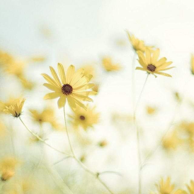 crushthetic's tweet photo. ₍˚❁ᵎ Heejin Aesthetic Packs ᵎ❁˚ ₎ 

🌻╎retweet or fav if you save or use our edit • ありがとう. 

#heejinaesthetic #heejinlayout #heejinaestheticpacks #heejinpacks #jeonheejin #heejin_loona #loona_heejin #loona_aesthetic #loonatheworld https://t.co/XeJ5AnzAw9