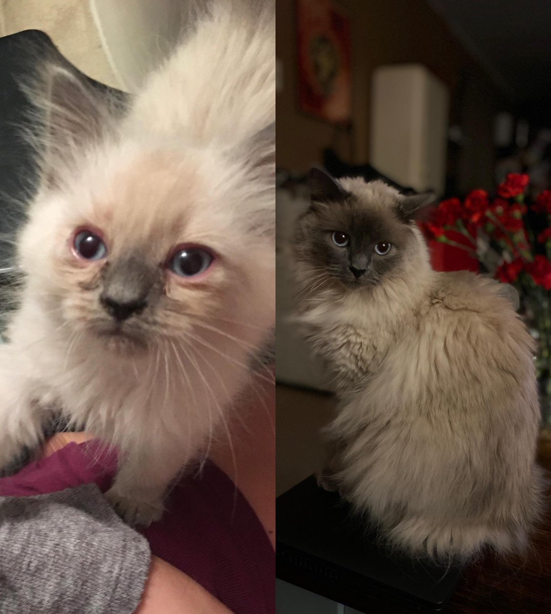 AveragePedo's tweet photo. Rescued kitty Then vs Now https://t.co/fcsqD3MDKg