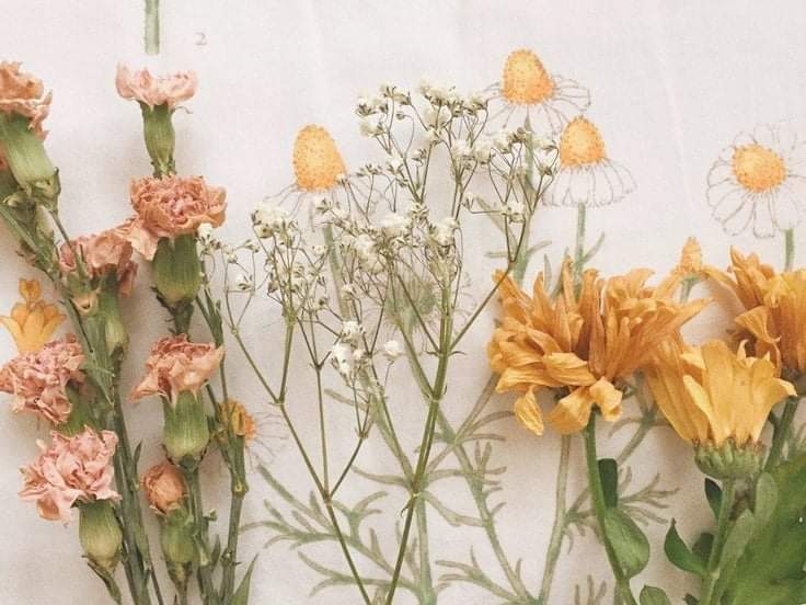 crushthetic's tweet photo. ₍˚❁ᵎ Joy Aesthetic Packs ᵎ❁˚ ₎ 

🌾╎retweet or fav if you save or use our edit • ありがとう.

#joylayout #joypacks #aestheticlayout #aestheticpacks #redvelvet #joyredvelvet #joyrv #parksooyoung #rv https://t.co/Fd5m5ZcIkh