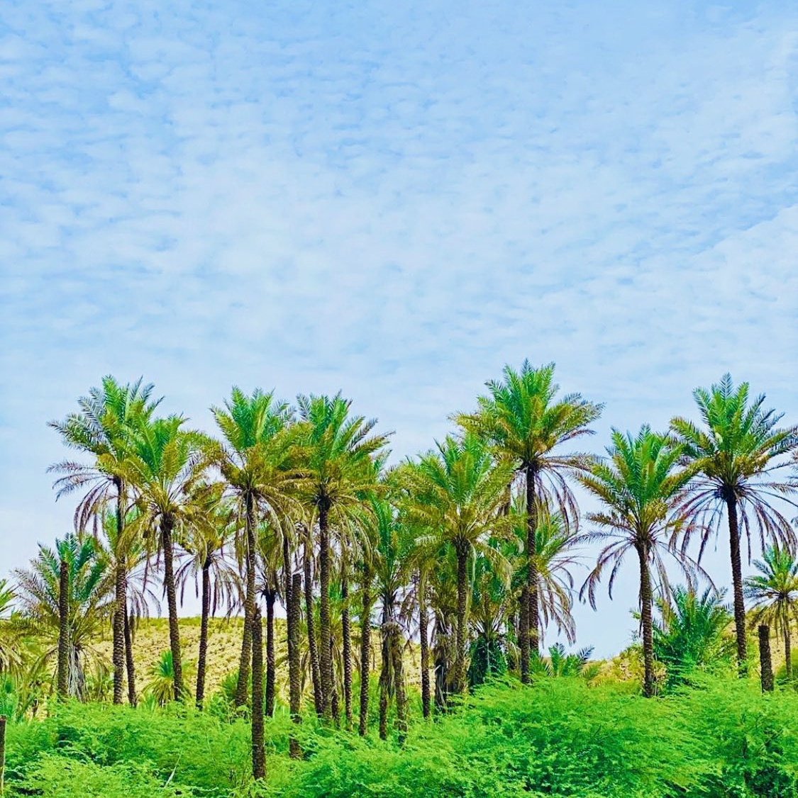 IssaMus65770525's tweet image. #NewProfilePic