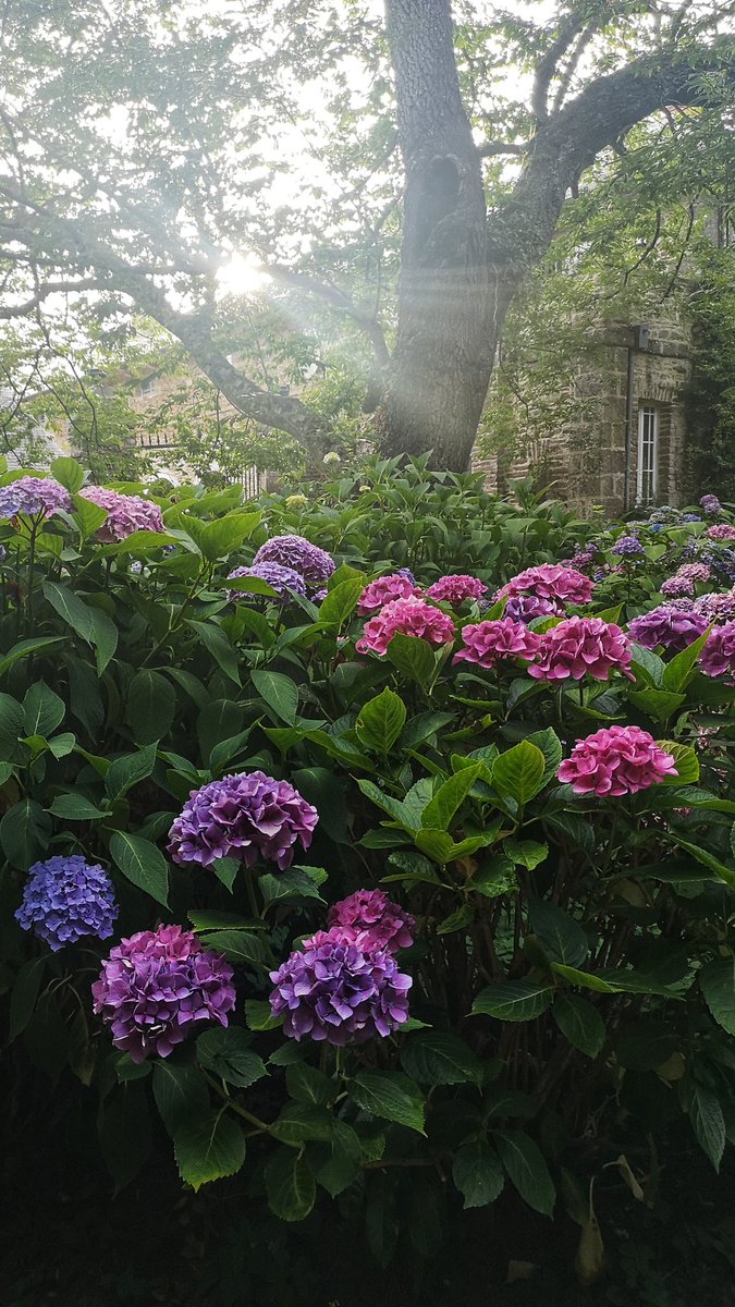 Du soleil à #canisy en ce beau #lundifleuri!

La #Normandie ne cesse de nous révéler sa beauté ! 😍