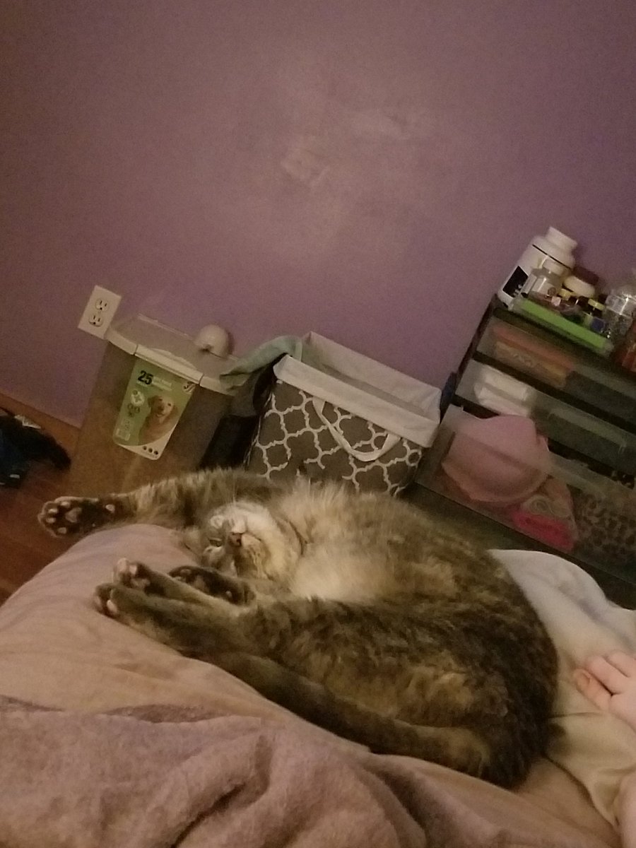 // Guys look at my dork of a cat.