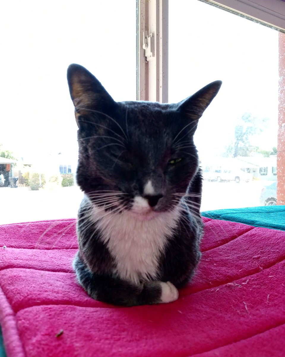 KingTomTom4's tweet photo. Just sitting here getting my photo taken i like taking photos its kind of my thing lol. #KingTomTom #TheKing #KingKat #Photo #TakingAPhoto #YouTube #YouTubeKat #Twitter #TwitterKat #Instagram #InstagramKat @YouTube @Twitter @instagram 🐱 📷 https://t.co/6gThIDrECI