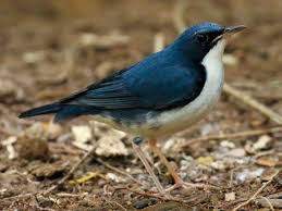 Una 'rareza' es un #ave que no vive en un territorio, y que aparece en él de forma excepcional o esporádica. En España, por ejemplo:
-Suirirí bicolor (Dendrocygna bicolor, pantropical)
-Petrel antillano (Pterodroma hasitata, Caribe)
-Ruiseñor azul (Larvivora cyane, Oriente)