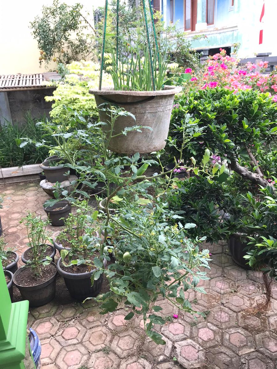 citrasartika's tweet photo. #urbanfarming yg satu ini spesial, krn pakai ember bekas digantung trus bagian bawah media tanamnya dikasih benih tomat hijau &amp; atasnya bawang merah,jadilah 1 pot (ember) ada 2 jenis tanaman yg tumbuh subur; bawang&amp;tomat @AllianzID  #AllianzWCUD #WCUD2020 https://t.co/shid1Li7IB https://t.co/MFDuNt3yhy