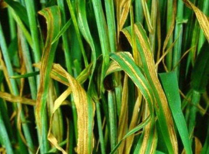 SyngentaUK's tweet photo. Lastly, in our #SeedCare series disease is: #LeafStripe.
Occurring in barley, this disease stems from infected seed.
Fungus causes long brown stripes, and can cause ear blindness. If left un-treated this disease multiples quickly, and can result in total crop loss! https://t.co/WMDCYPCKPe