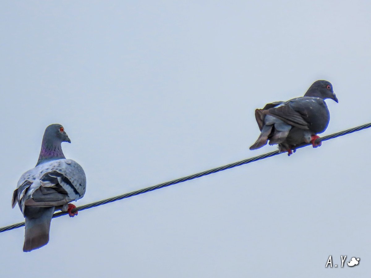 yumeasutw's tweet photo. 南風が強い #曇天 の空を、
四羽の #ドバト がチーム飛行。
🕊️　🕊️
　🕊️　🕊️
暫く辺りを旋回した後、電線に二羽だけ舞い降りました。
風上に頭を向けて、ユラユラ揺れる電線に身を任せ、飛ばされないように上手に掴まっていました。

#野鳥 #bird
#空の名前
#積雲
#層積雲
#a2020 #a0907 #a202009 https://t.co/V2nblChk47