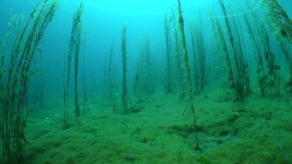 @AREAJULID Di danau toba itu dipenuhi ganggang hydrilla yang panjangnya bisa puluhan meter, katanya tanaman ini yang sering ngelilit orang2 berenang. Kira2 penampakannya kaya gini.

Sc: google image