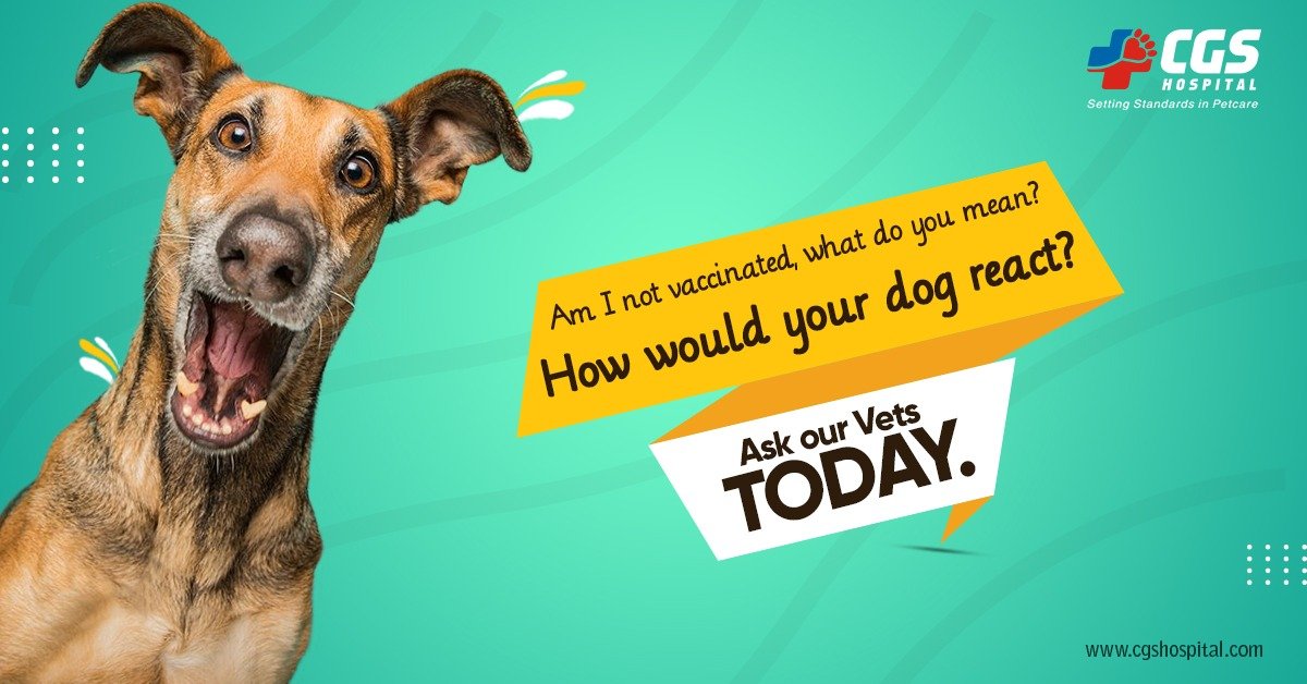 CgsHospital's tweet photo. Dogs🐶 are prone to life-threatening diseases such as rabies, canine parvovirus, distemper, leptospirosis, and canine hepatitis which are all curable if the dog is vaccinated on time. Vaccines 💉 for the above diseases are considered vital for the survival of your pet. https://t.co/Wyvc2CBJlx