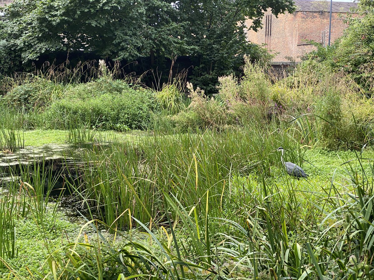 lscott_miss's tweet photo. Spotted the heron on the way to @invictaprimary’s new main entrance ! https://t.co/Vt81CBrvWF