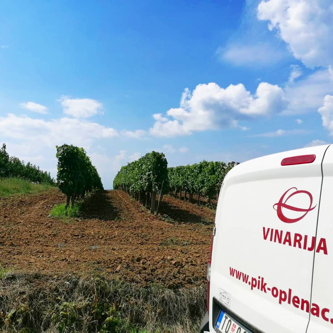 Ovde sve počinje... 🍇🍷
---------
This is where it all begins... 🍇🍷

#pikoplenac #berba #harvest