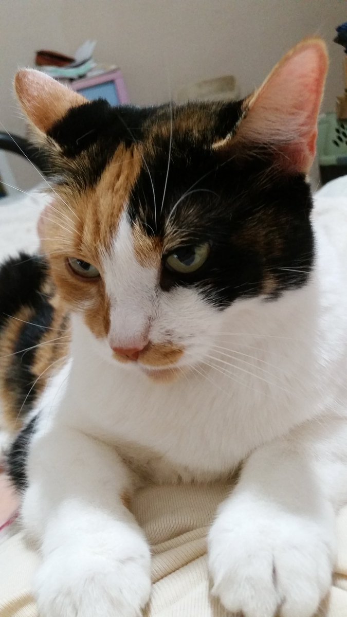 amor_vuelveTX's tweet photo. Missen #Pasho #Pachito #BabyYvette sadz https://t.co/xBbRdtBBTm