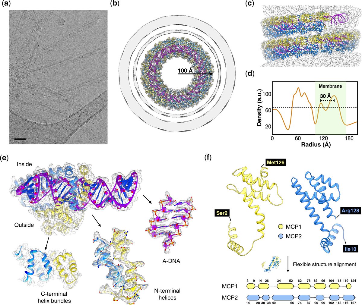 Virus_Evolution's tweet photo. Out (a while back) in @Virus_Evolution: Structure of a filamentous virus uncovers familial ties within the archaeal virosphere. https://t.co/UY17qFiJ4o https://t.co/adhyfwpAdz