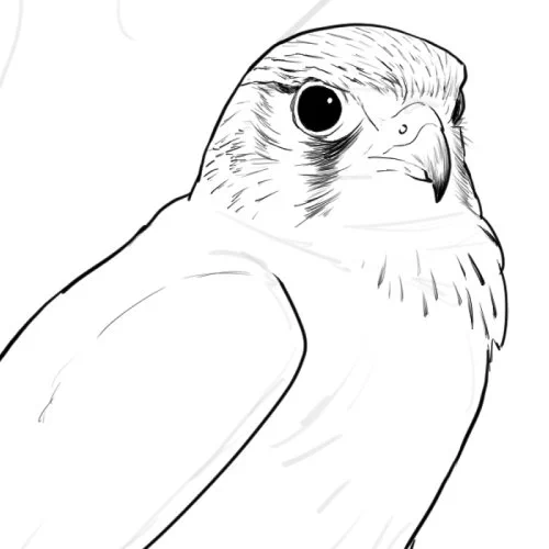 ちょっと凛々しいチョウゲンボウ描き中。
ハヤブサは成鳥と幼鳥だけを描いたけど、チョウゲンボウの場合は成鳥のオスとメス、幼鳥と3種類描く予定。 