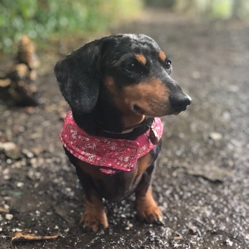 PetShedBrighton's tweet photo. Ooh it feels like autumn! Time to get the dog coats out right?
Open from 9am to 5pm Monday to Saturday
#brighton #shoplocal #shopsmall #shopindie #dogsofbrighton https://t.co/oZo9IoLsZm