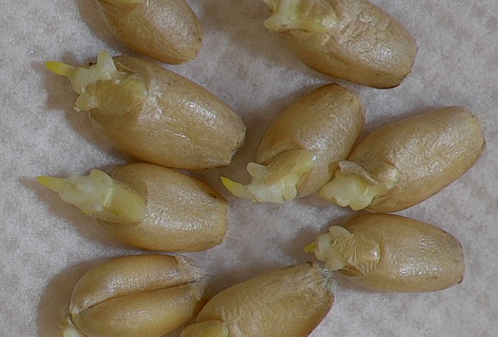 Ruokavirasto's tweet photo. Mitä on kylvösiemenen elinvoima? Tätä pohditaan @laurila_h blogissa. Elinvoimatestaukset ovat myös tutkimuksen alla Stresseed-hankkeessa.
https://t.co/KS0RWT2SwE
#kasvinterveys #siemen #siemenlaboratorio #stresseed #makera @Luke https://t.co/RnaO78Eav8