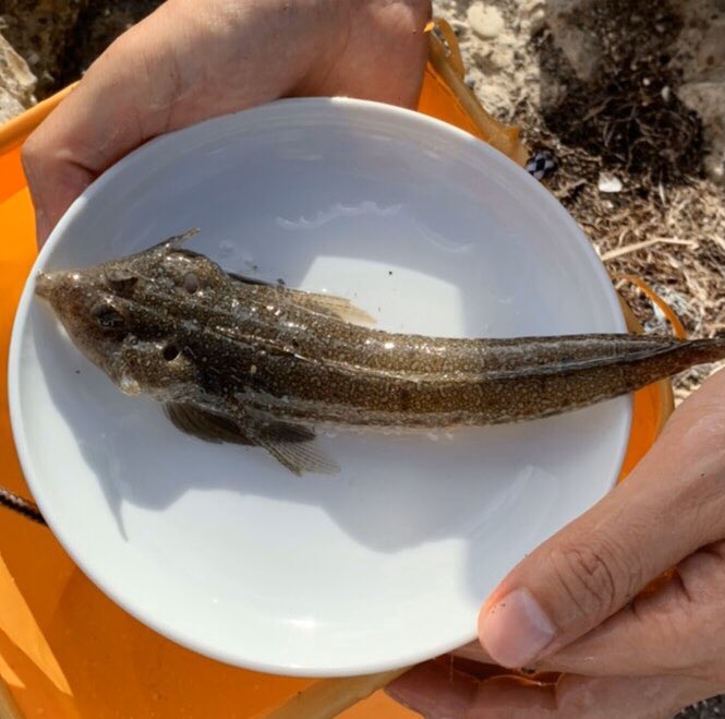 きっこう こちら全て外道でございます メゴチ イサキ稚魚 ベラ ゴンズイ