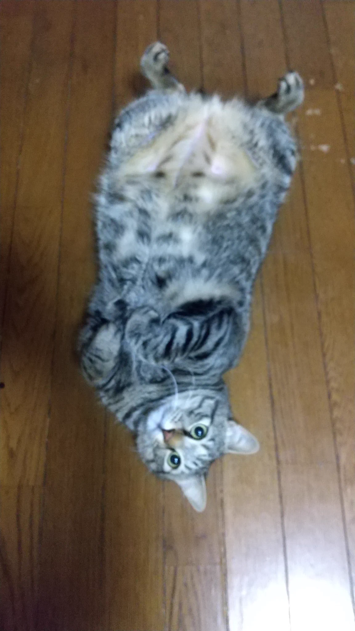 @animalkyat @alexander_hiro 自由で、眠いときはこんな体勢やってそうですね、 