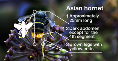 It's #AsianHornet Week. You can help combat this serious threat to #honeybees and other #pollinators. 

Look for their 'yellow socks' and a single orange/yellow band on the abdomen, then report your sighting using 
<a href="/britishbee/">BBKA</a> Asian Hornet Watch app.

bbka.org.uk/Listing/Catego…