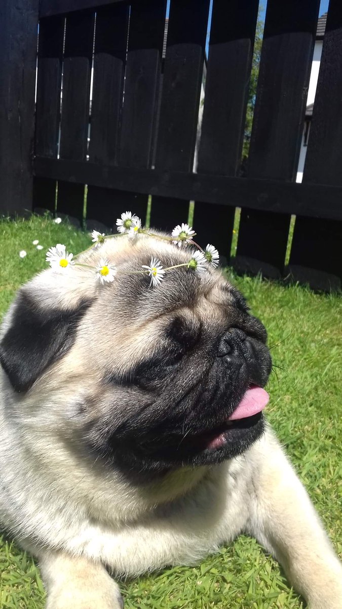 Assassin_NI's tweet photo. Happy 5th birthday to my amazing pug Buddy, the only reason most of you people still talk to me 😁🎉🎂 https://t.co/tb0v8utlJD