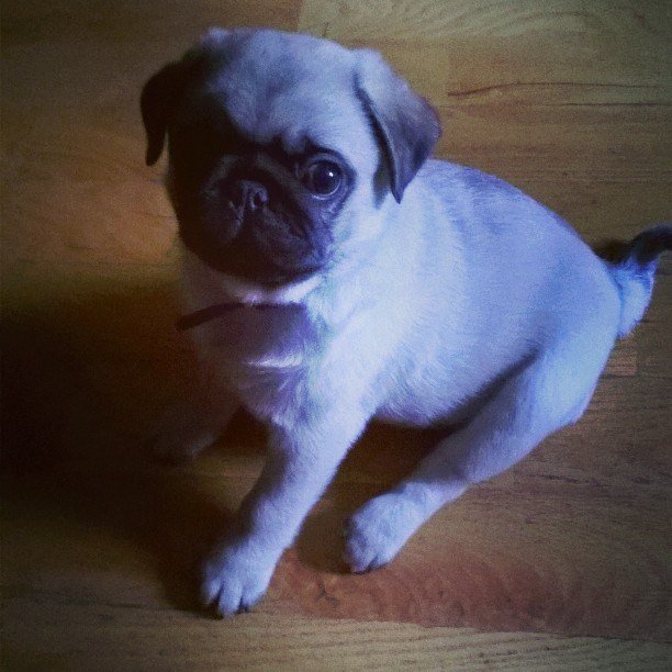 Assassin_NI's tweet photo. Happy 5th birthday to my amazing pug Buddy, the only reason most of you people still talk to me 😁🎉🎂 https://t.co/tb0v8utlJD