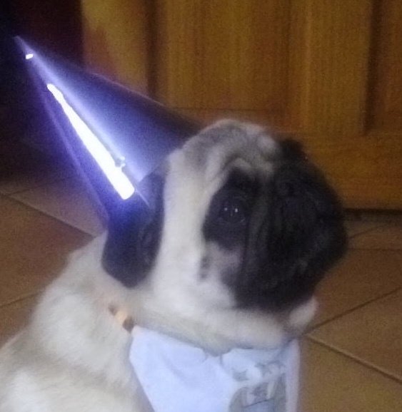 Assassin_NI's tweet photo. Happy 5th birthday to my amazing pug Buddy, the only reason most of you people still talk to me 😁🎉🎂 https://t.co/tb0v8utlJD