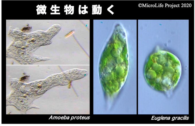 微生物のtwitterイラスト検索結果