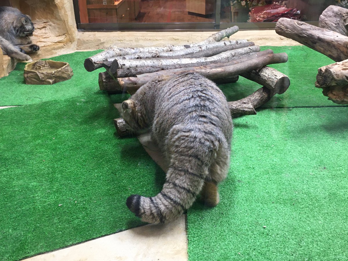 むぎ トレンド入りしてるマヌルネコ 可愛いよ すっごく可愛いよ 太い尻尾も最高