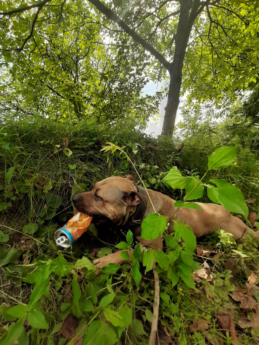 ____grumpy_'s tweet image. She found @MonsterEnergy and now she's a little monster