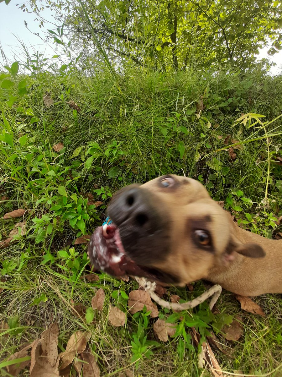 ____grumpy_'s tweet image. She found @MonsterEnergy and now she's a little monster