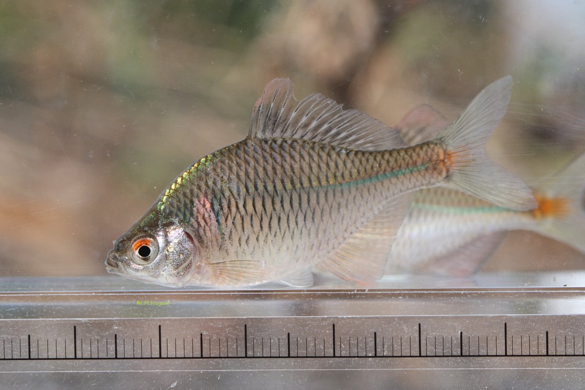 工夕 タイリクバラタナゴ 09 05 鳥取県東部 言わずと知れた外来魚 最近イタセンパラの減少に拍車をかける可能性が指示されていましたね ニッパラとの交雑 タナゴ類との競争関係にあり色々問題を起こしている ニッパラとは 腹鰭 側線有孔鱗数で識別
