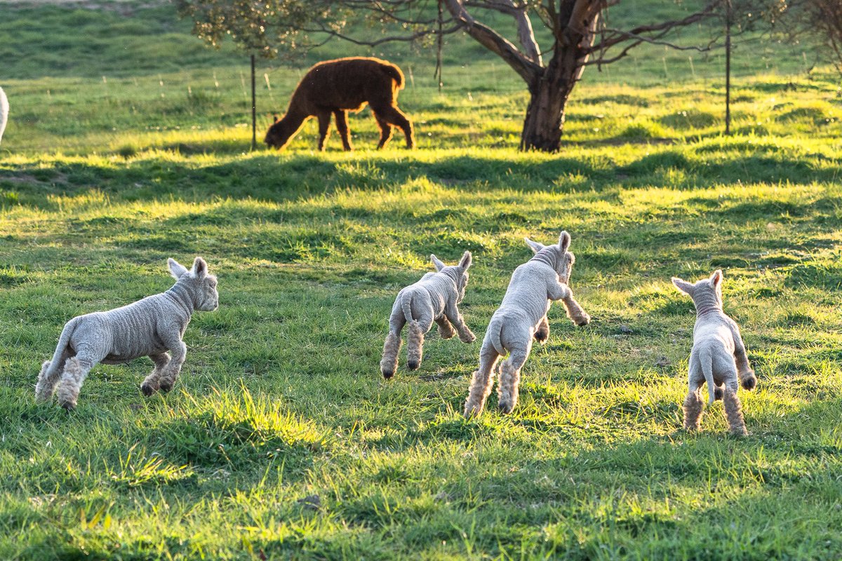 Spring lambs